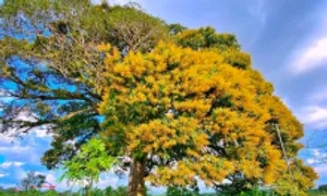 Cây trôi 800 tuổi được công nhận cây di sản