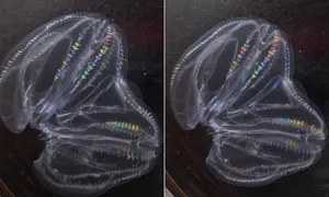 Cặp sứa tự ghép cơ thể khi bị thương