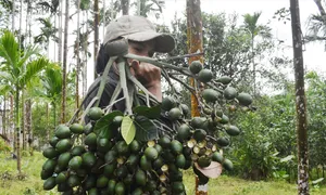 Gần trăm nghìn đồng một kg cau tươi